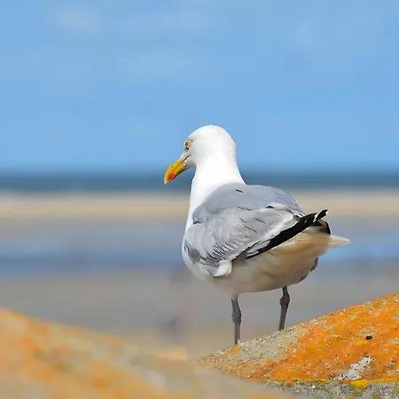 Aurora Βίλα Borkum